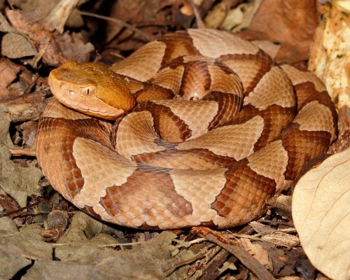 copperhead - venomous snakes 