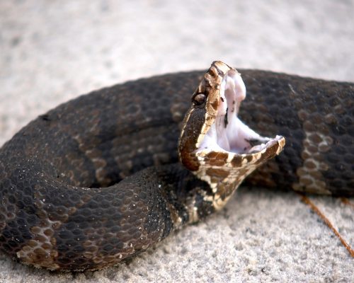 cottonmouth venomous snakes 