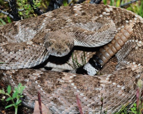 rattle snake - venomous snakes 