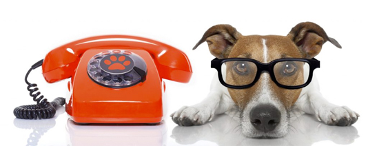 Animal handling equipment website with Image featuring a dog wearing glasses next to a telephone.