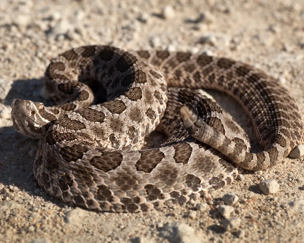 Massasauga
