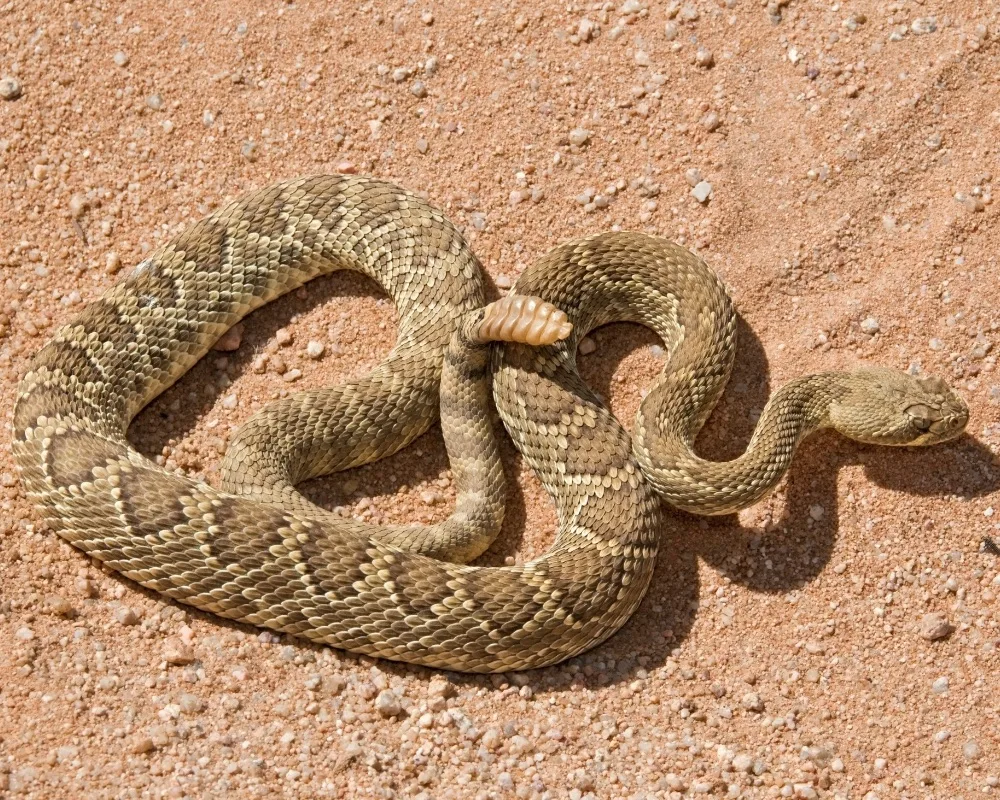 Mojave Rattlesnake