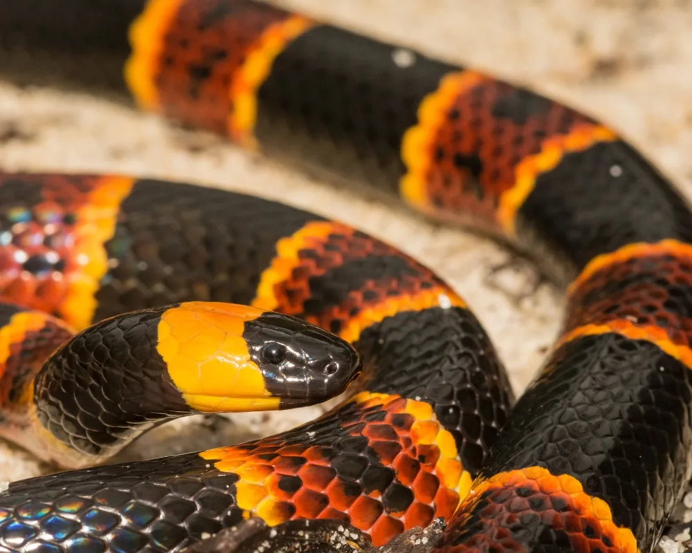 Texas Coral Snake