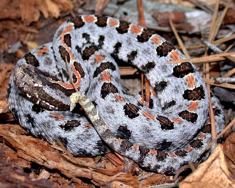 Eastern Pygmy Rattlesnake