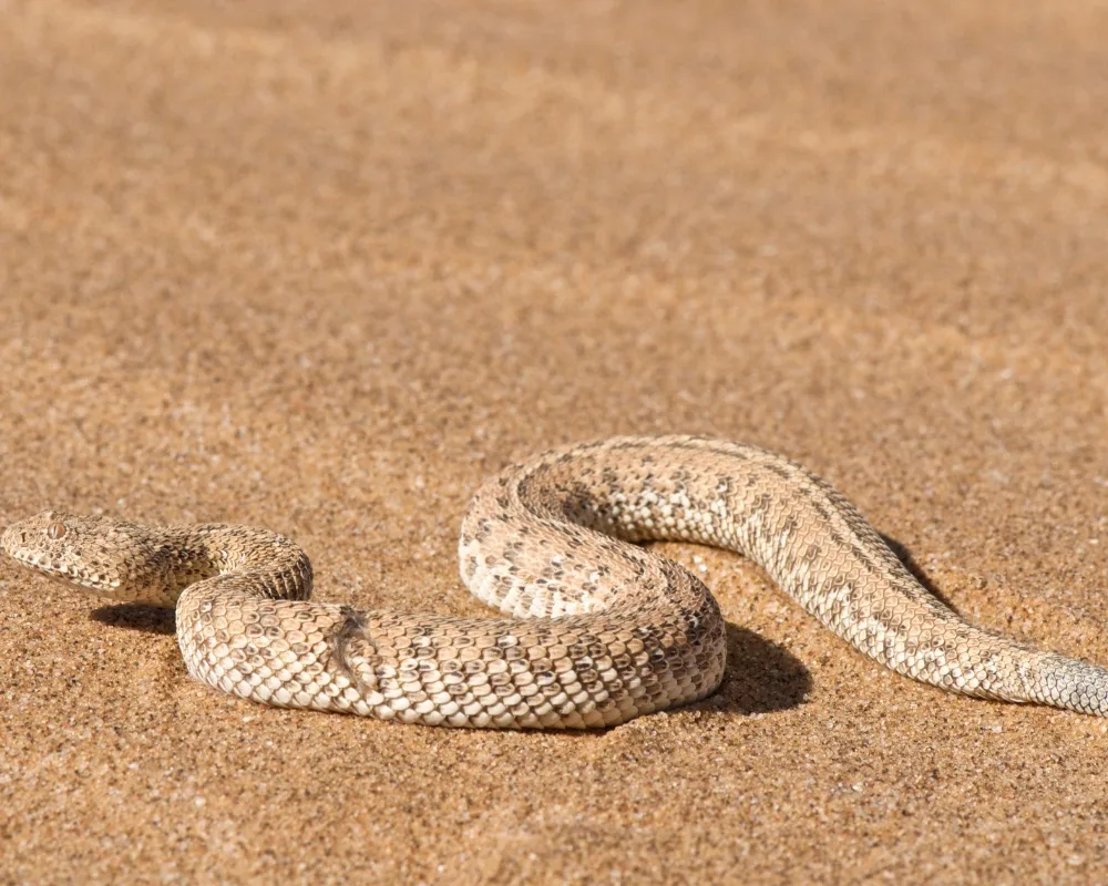 Mojave Sidewinder