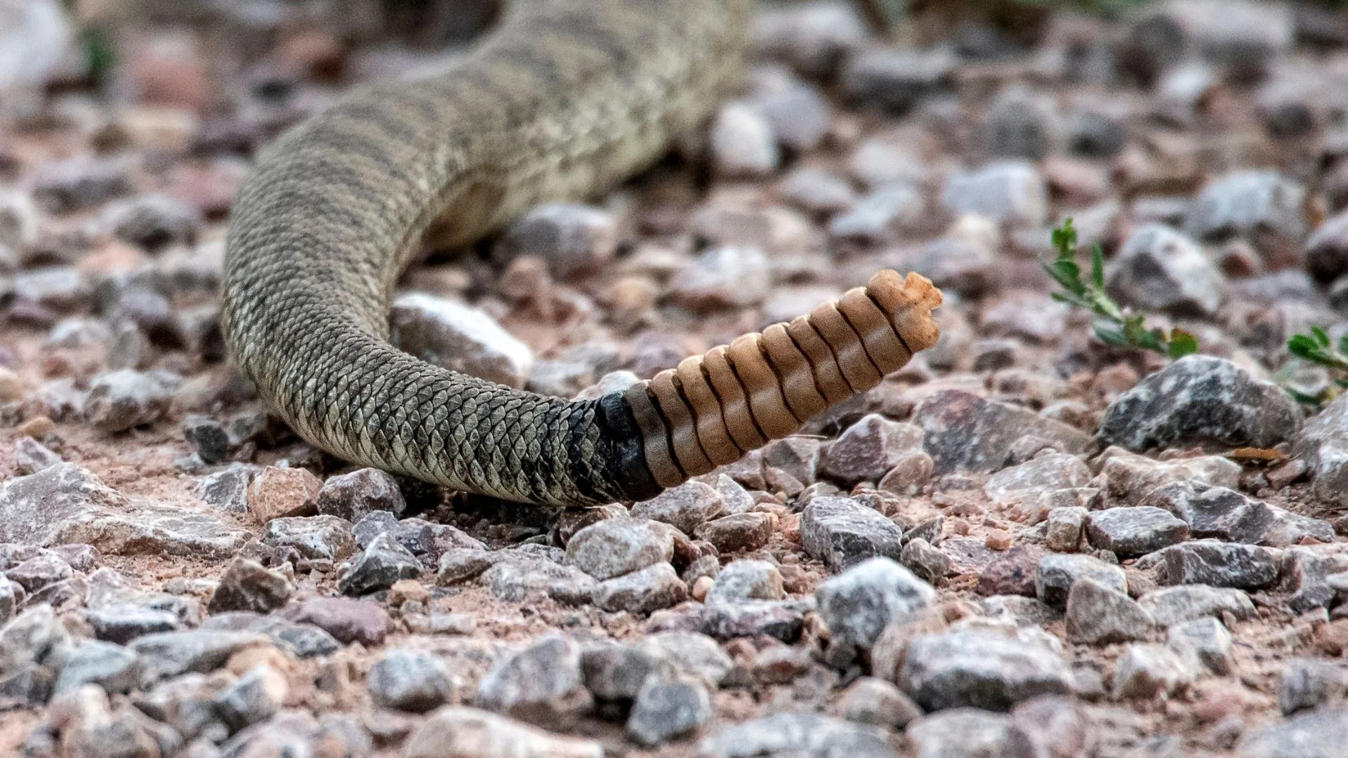 A Guide to Identify Venomous Snakes in North America