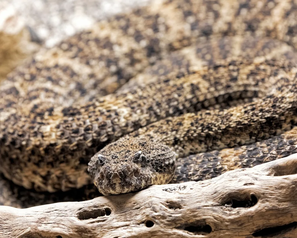 Speckled Rattlesnake