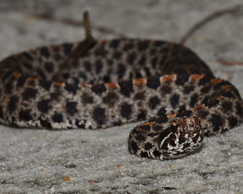 Western Pigmy Rattlesnake
