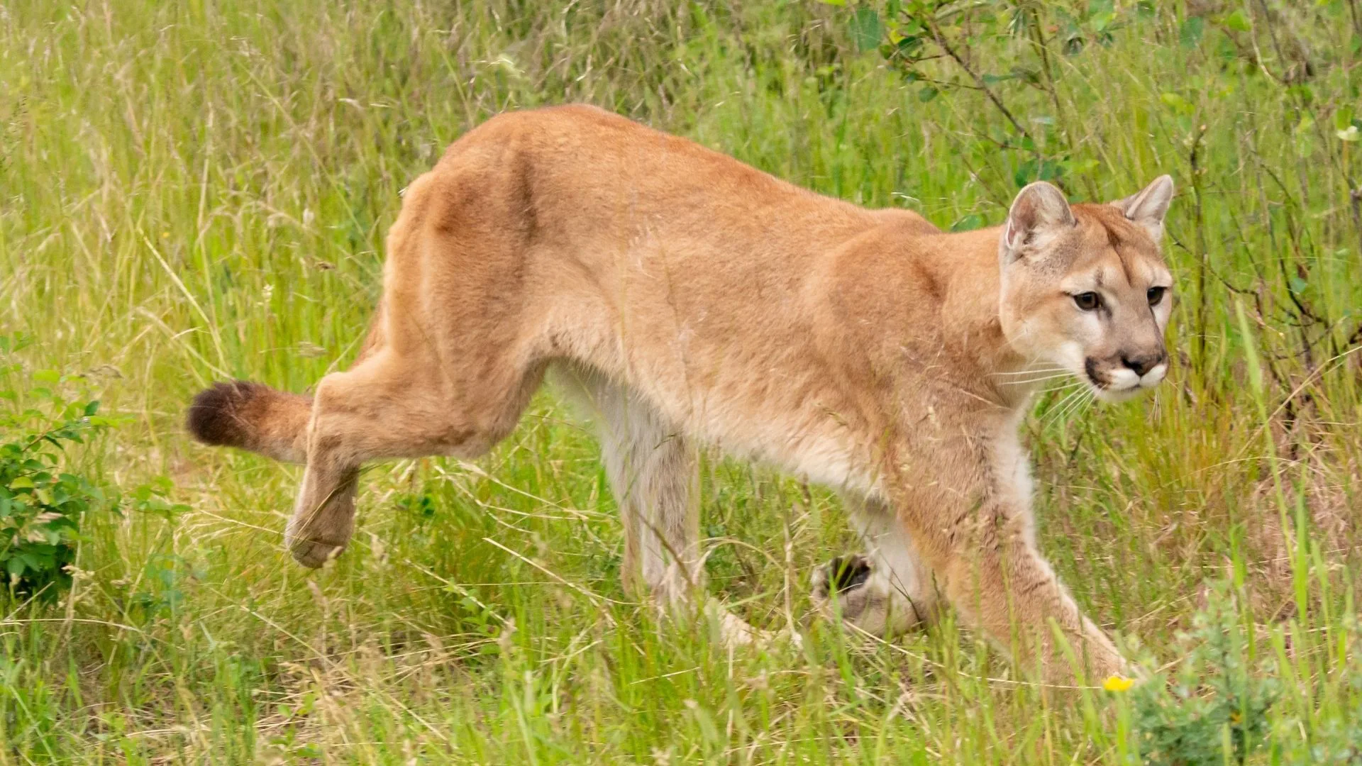 Non-Lethal & Tranquilizer Gun 101