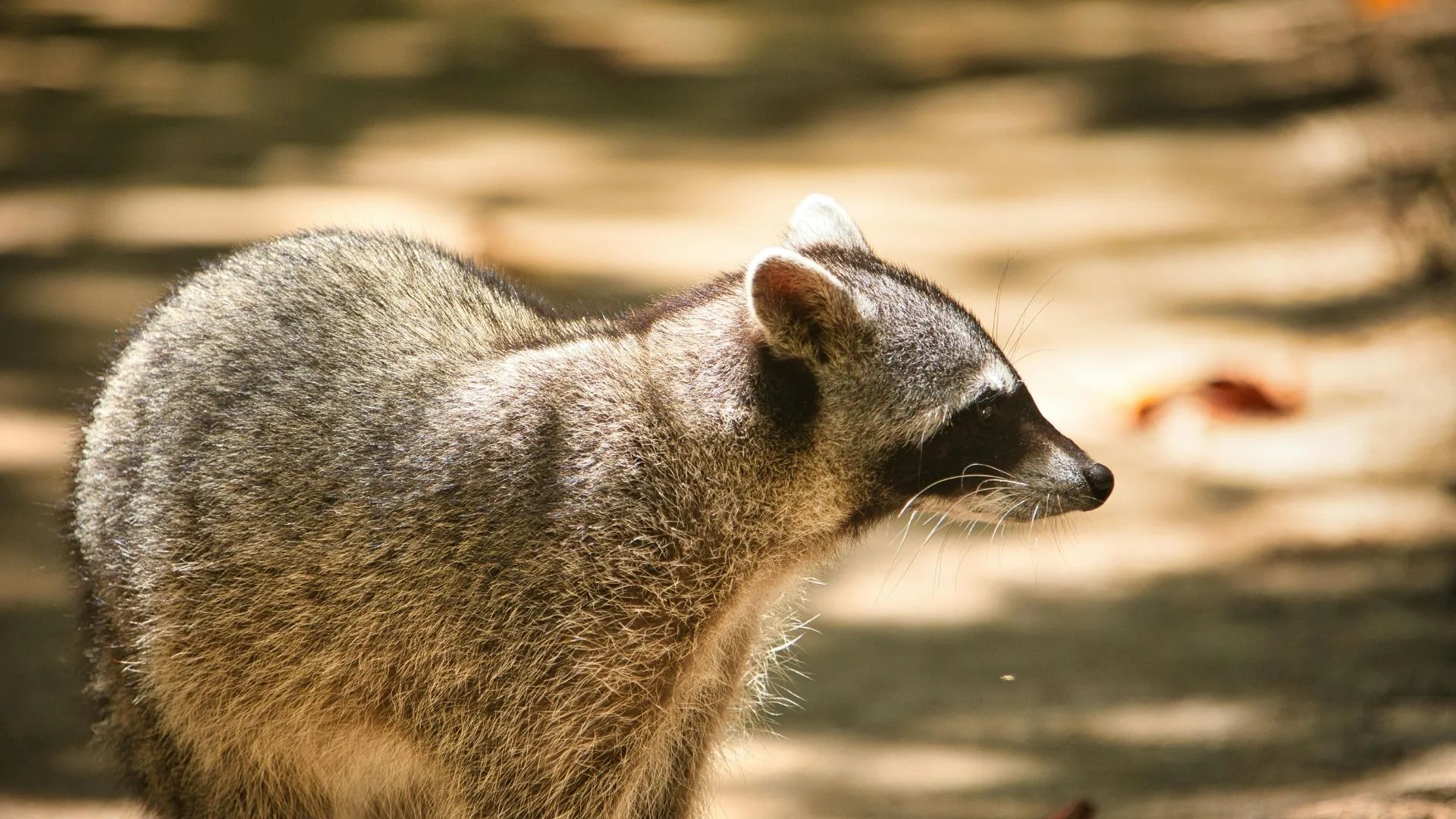 Raccoon Closeup