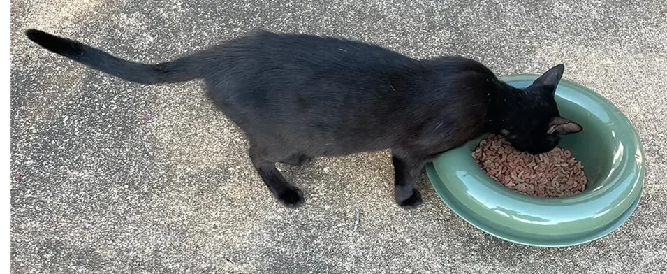 Antproofbowl Cat.png