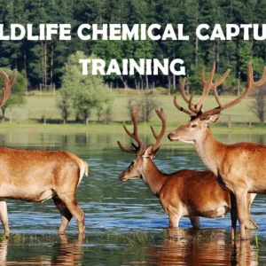 CHEMICAL CAPTURE.jpg