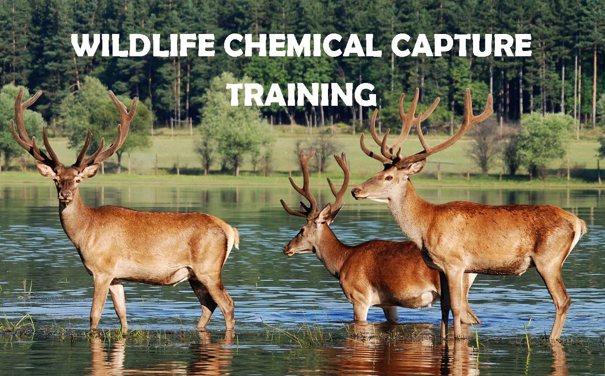 CHEMICAL CAPTURE.jpg