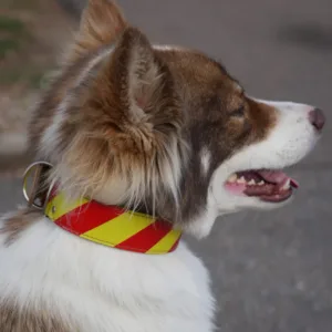 Dangerous Dog Collar Suya Scaled 1.jpg