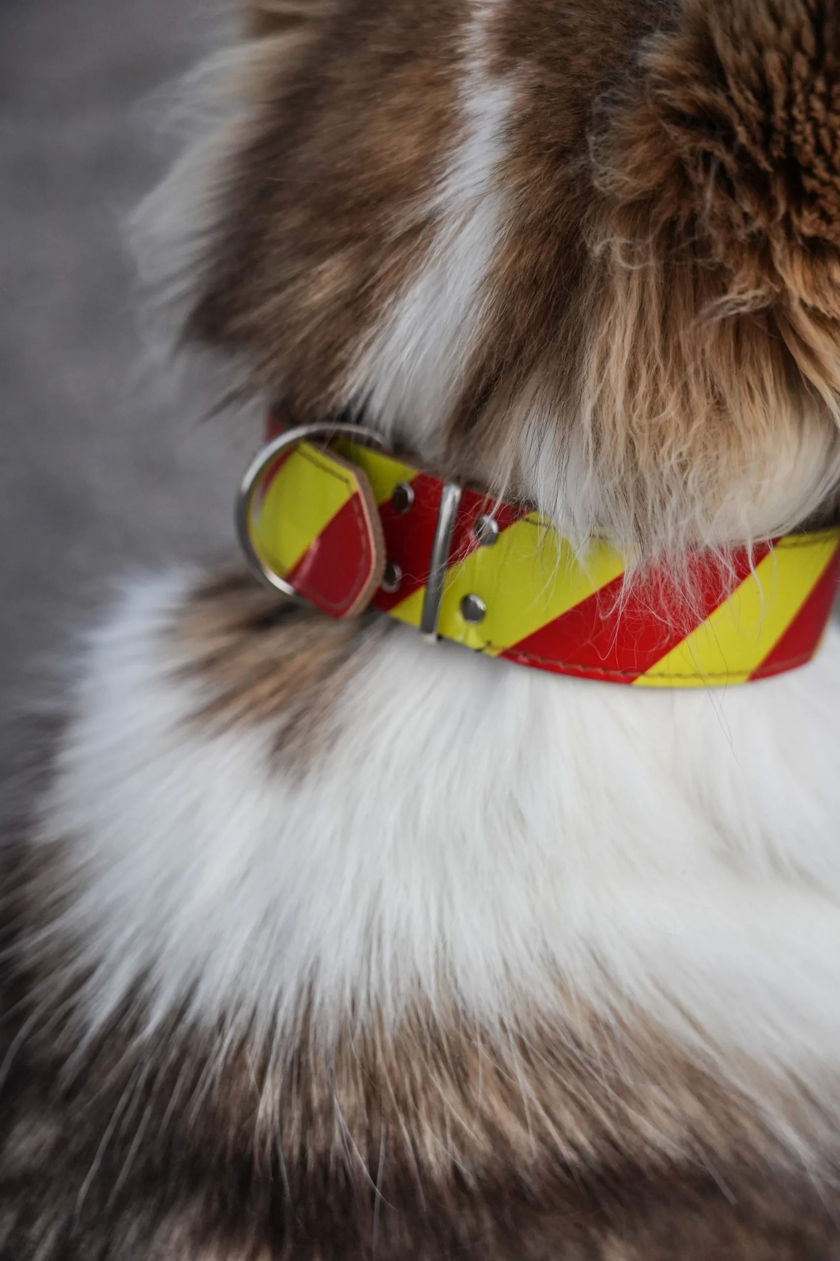 Dangerous Dog Collar Up Close Scaled 1.jpg