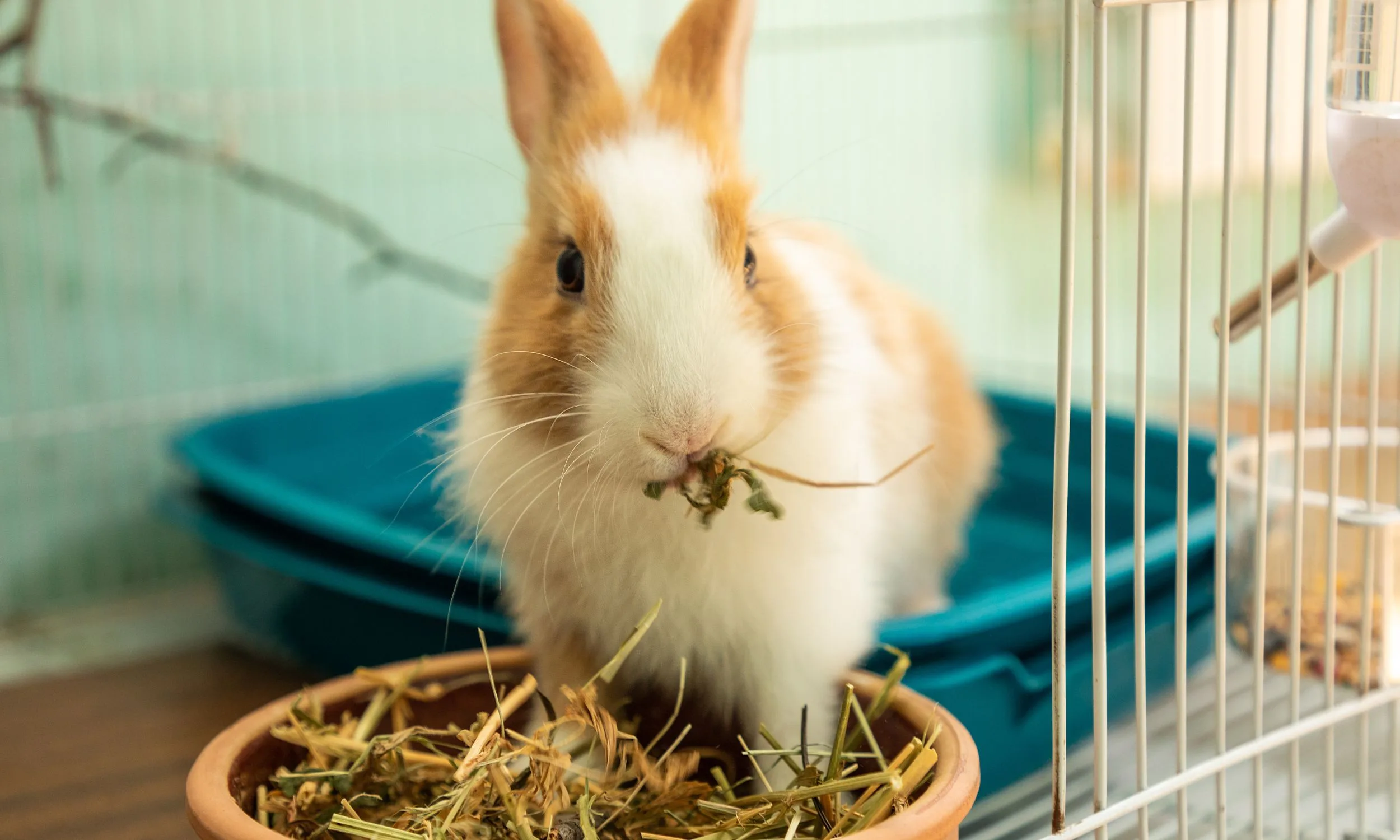 Bunny Eating Hay