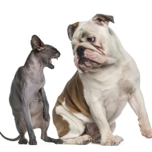 Sphynx Hissing At An English Bulldog Sitting