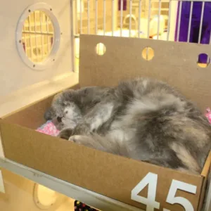 Cat Box 4.jpg