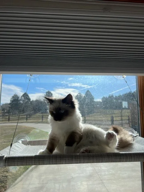 Frankie Kitty Cot.jpg