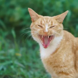 Photography Of A Big Red Stray Fighting Cat In The Grden.