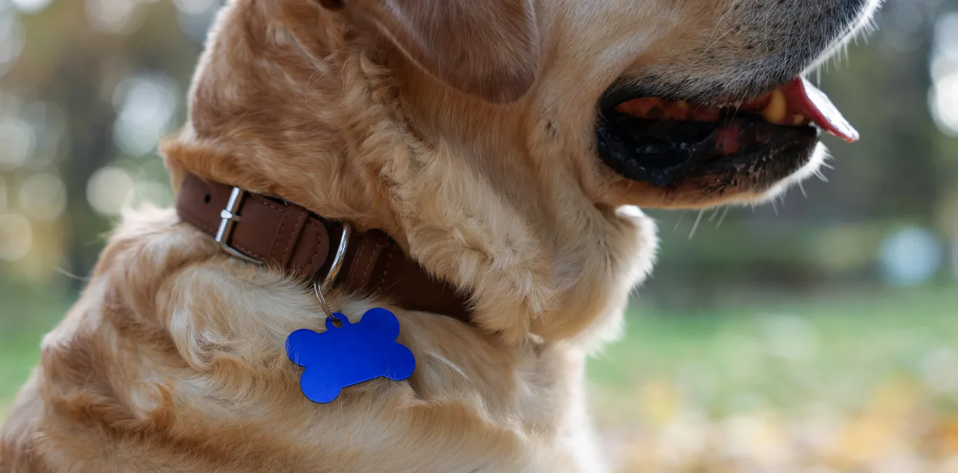 Keeping Track with Confidence: The Value of Animal Identification Tags