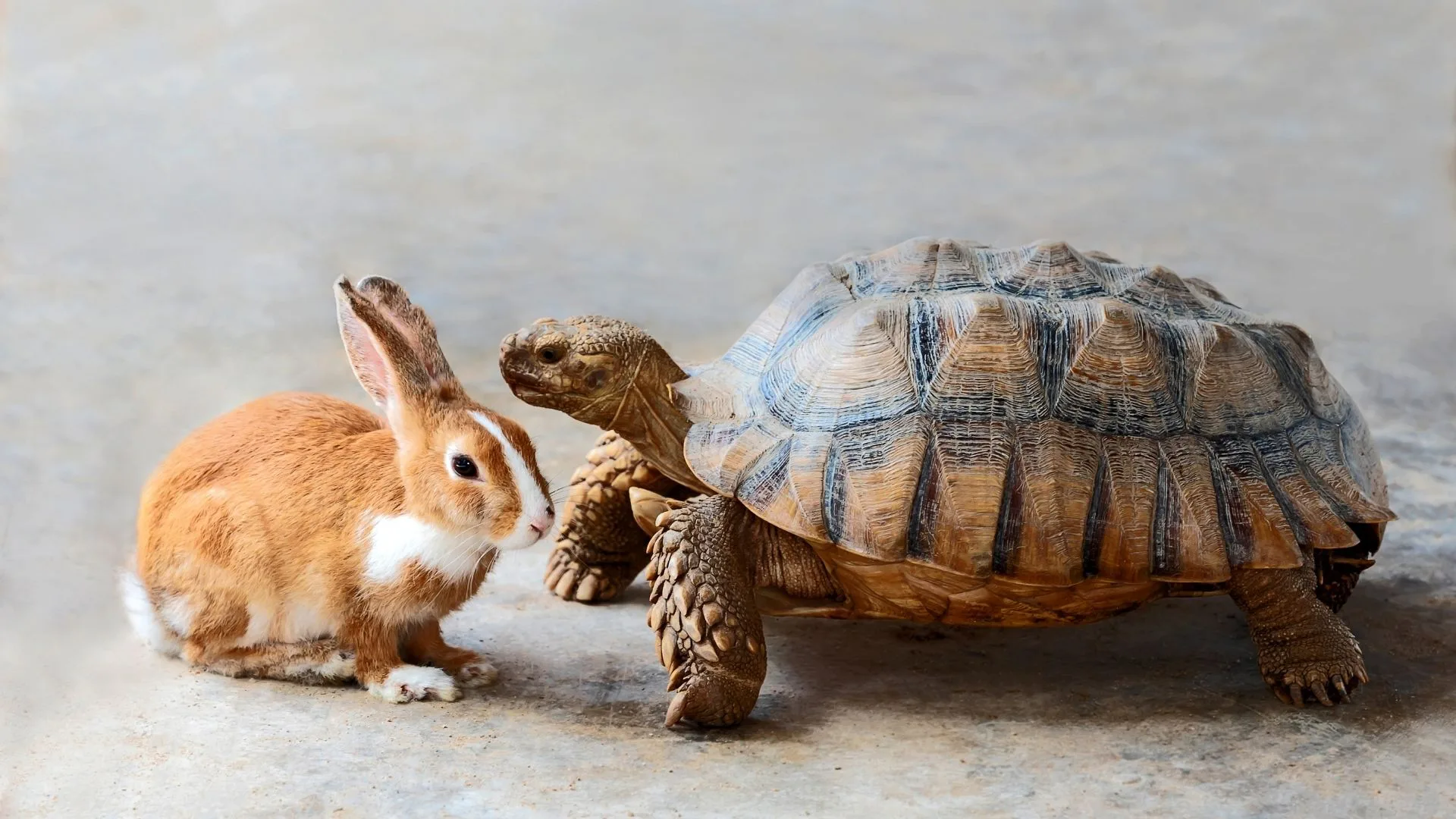 Articles - Animal-Care