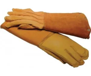 ACES Maxima Thumb.webp