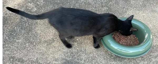 Antproofbowl Cat.webp