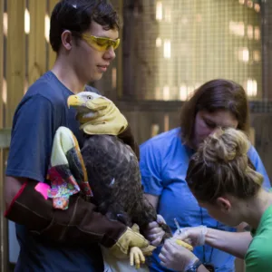 Bald Eagle With Our Gloves 1 Scaled 1.webp