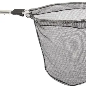 Bat Bird Mammal New Fixed Image.webp