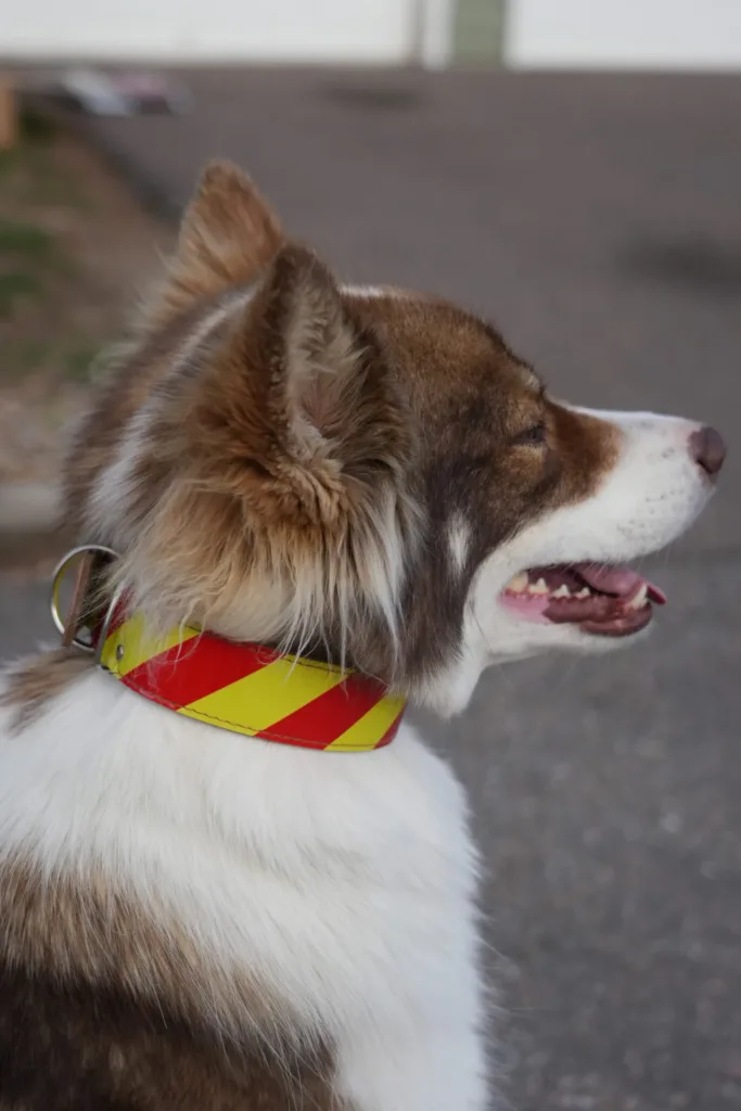 Dangerous Dog Collar Suya Scaled 1.webp