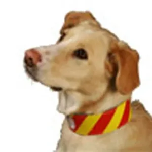 Dangerousdogcollar Copy.webp