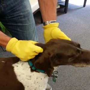 Deluxe Duty Gloves.webp