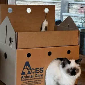 Frankie In Cat Castle.webp