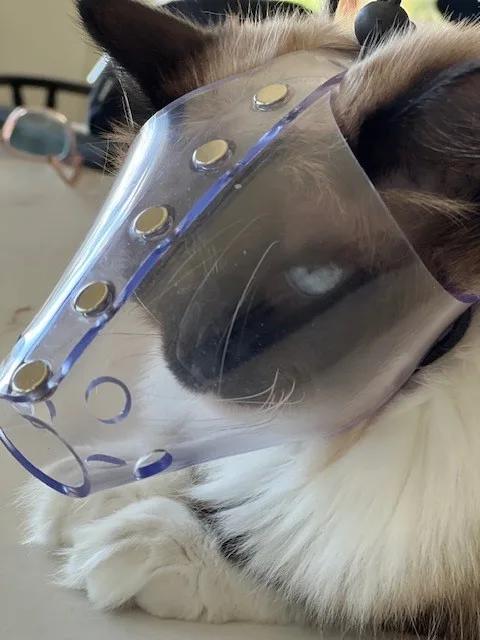 Jafco Cat Muzzle.webp