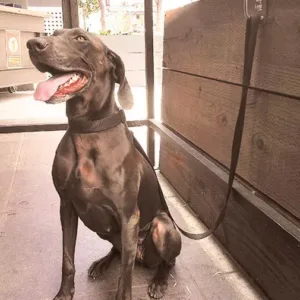 Dog On A Doghook.webp