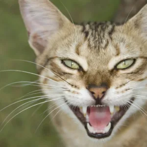 Feral Cat 1 Scaled 1.webp