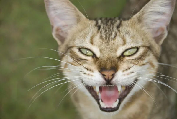 Feral Cat 1 Scaled 1.webp