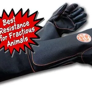 Son Of Beast Glove.webp