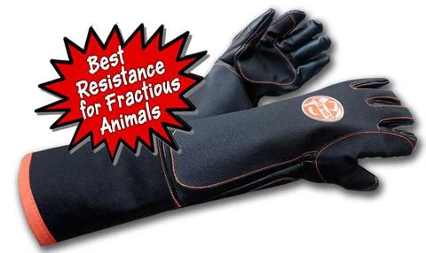 Son Of Beast Glove.webp
