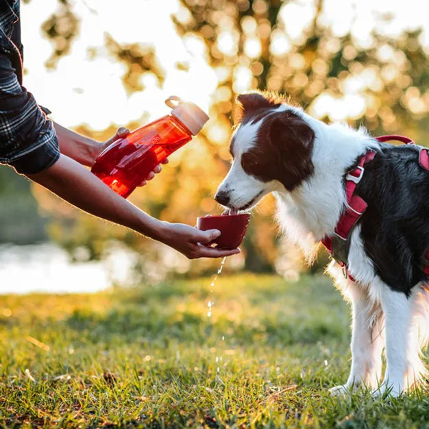 Water Bottle With White Dog.webp