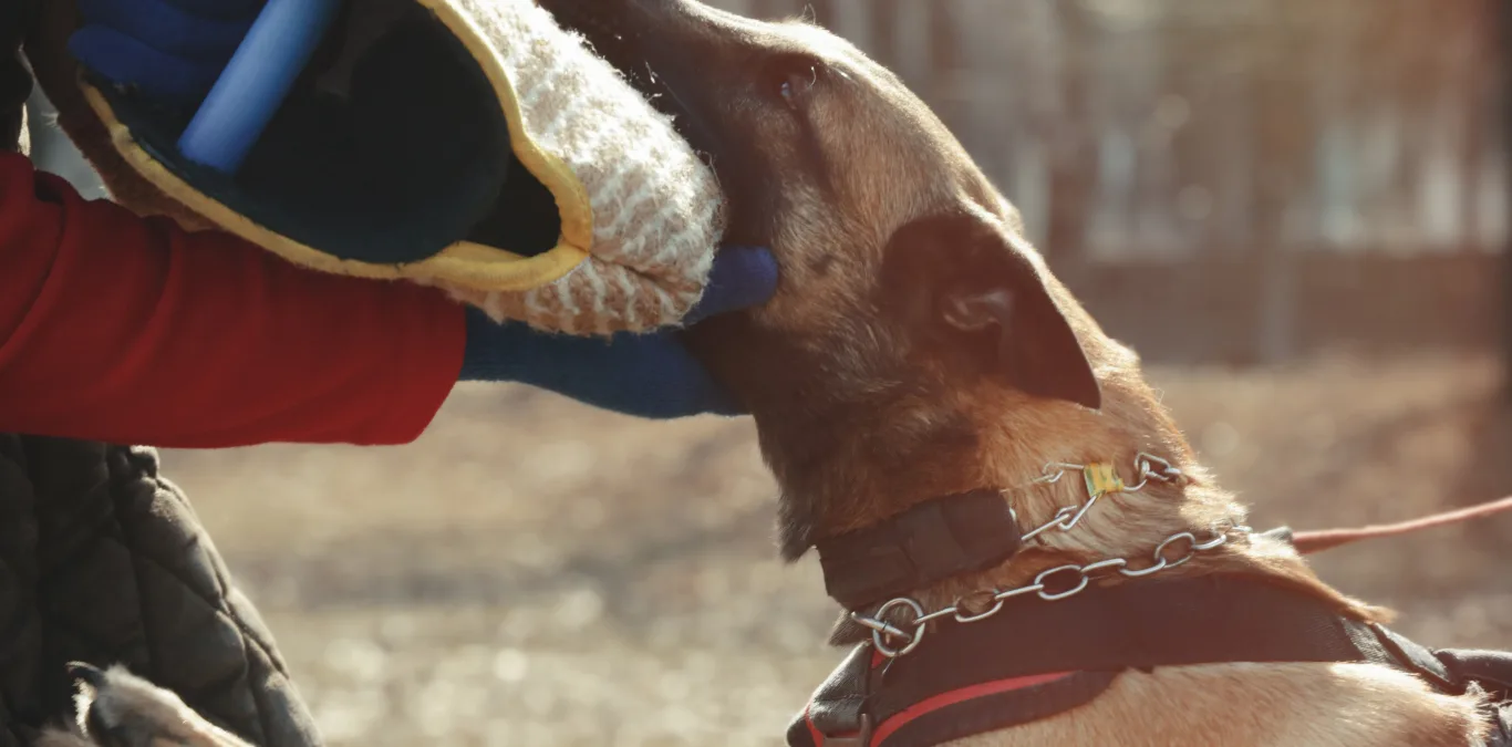 Personal Protective Equipment for Animal Care: Animal Handling Gloves, Arm Protectors, and Safety Pants