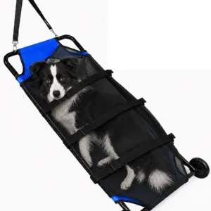 Dog In Stretcher With Wheels