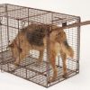 tru catch 48f large animal trap with dog inside