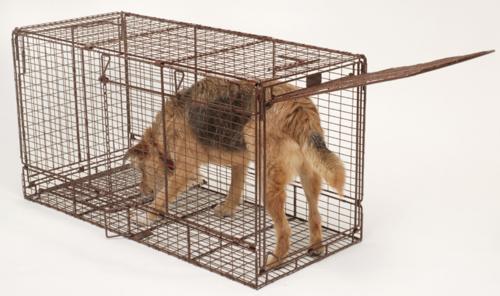 tru catch 48f large animal trap with dog inside