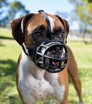 a dog wears a baskerville ultra muzzle