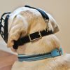 a dog wearing a baskerville ultra muzzle shown from behind