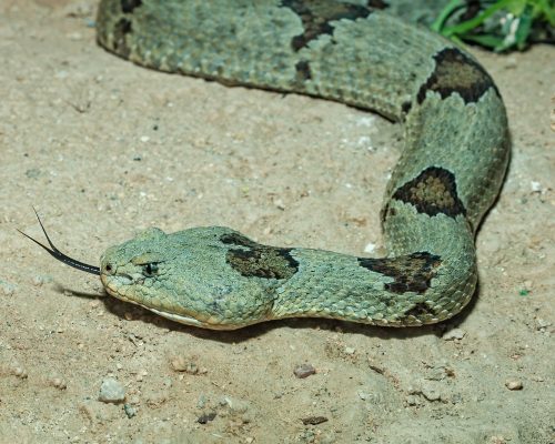 banded rock rattlesnake