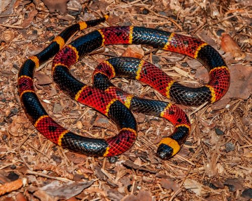 coral snake