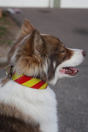 Dangerous Dog Collar